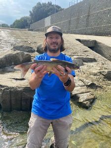 Channel Catfish