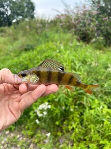 European Perch