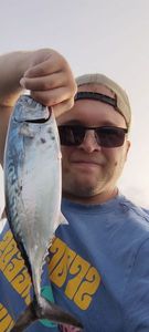 Atlantic Bonito