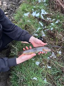 Tiger Trout