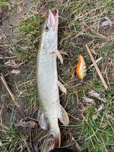 Northern Pike