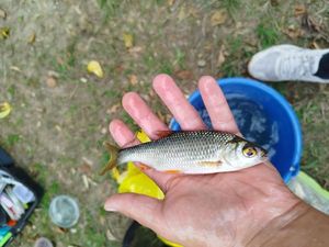 Roach
