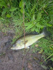 Largemouth Bass