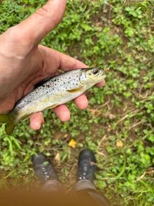 Brown Trout