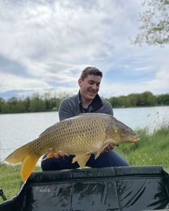 Common Carp