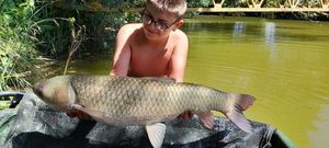 Grass Carp