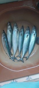 Mackerel