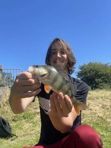 European Perch