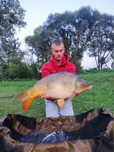 Common Carp