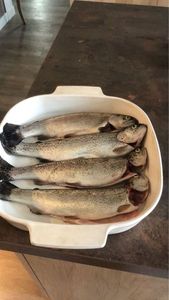 Rainbow Trout