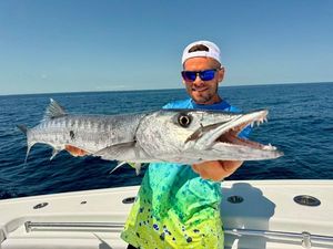 Great Barracuda