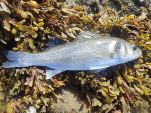 European Bass (Seabass)