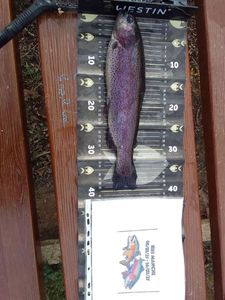 Rainbow Trout