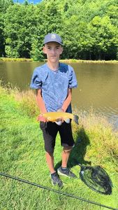 Tench