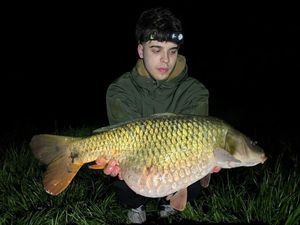 Common Carp