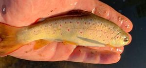 Brown Trout