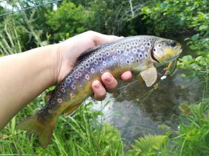 Brown Trout