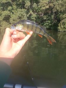 European Perch