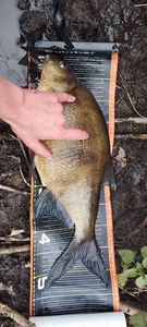 Common Bream