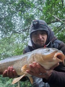 Common Carp