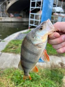 European Perch