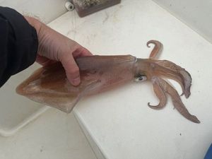 European Squid