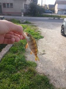 European Perch