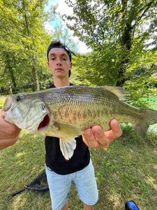 Largemouth Bass