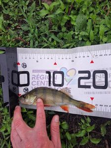 European Perch