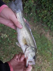Largemouth Bass