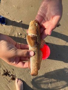 Giant Goby