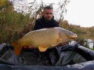 Common Carp