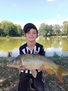 Common Carp