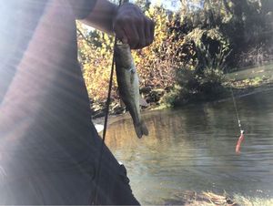 Largemouth Bass