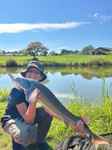 Sturgeon