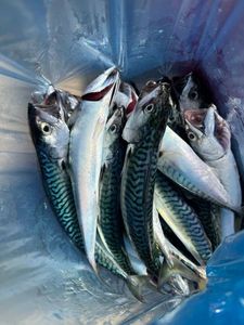 Mackerel