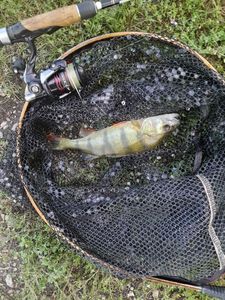European Perch