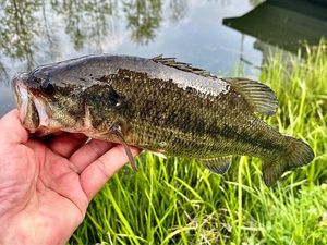 Largemouth Bass