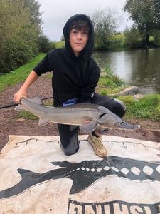 Sturgeon