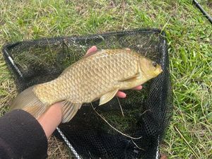 Crucian Carp