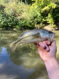 Largemouth Bass