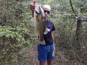 Largemouth Bass