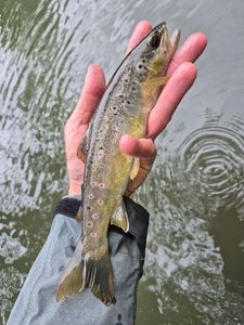 Brown Trout