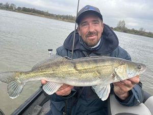 Zander