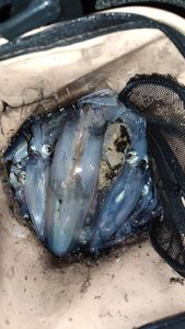 European Squid