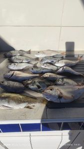 John Dory