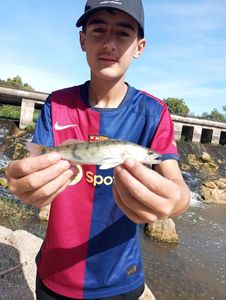Zander