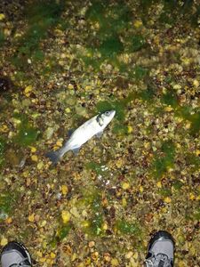 European Bass (Seabass)