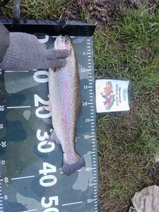 Rainbow Trout