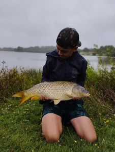 Common Carp